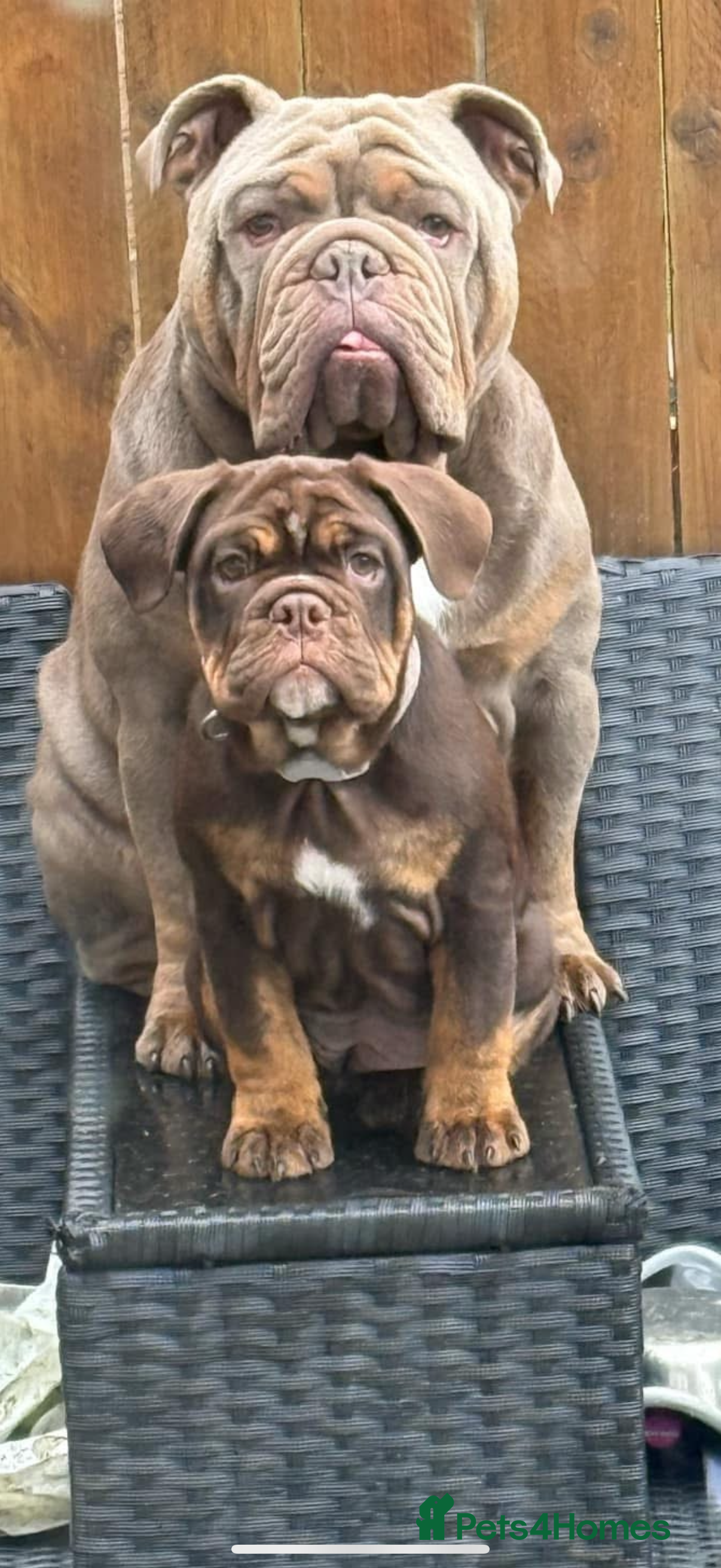 English Bulldog dogs Biscuit the minibull - Advert 19