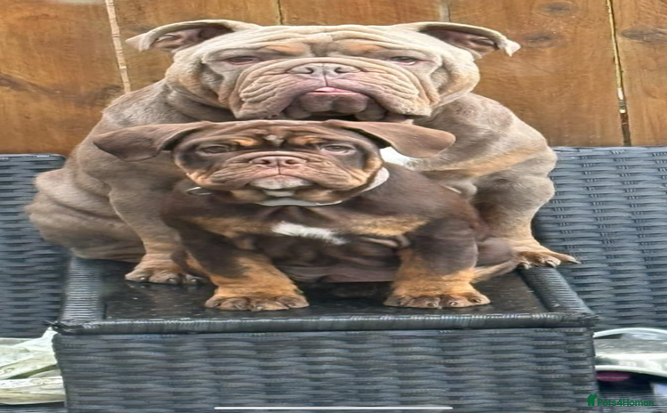 English Bulldog dogs - Advert 2