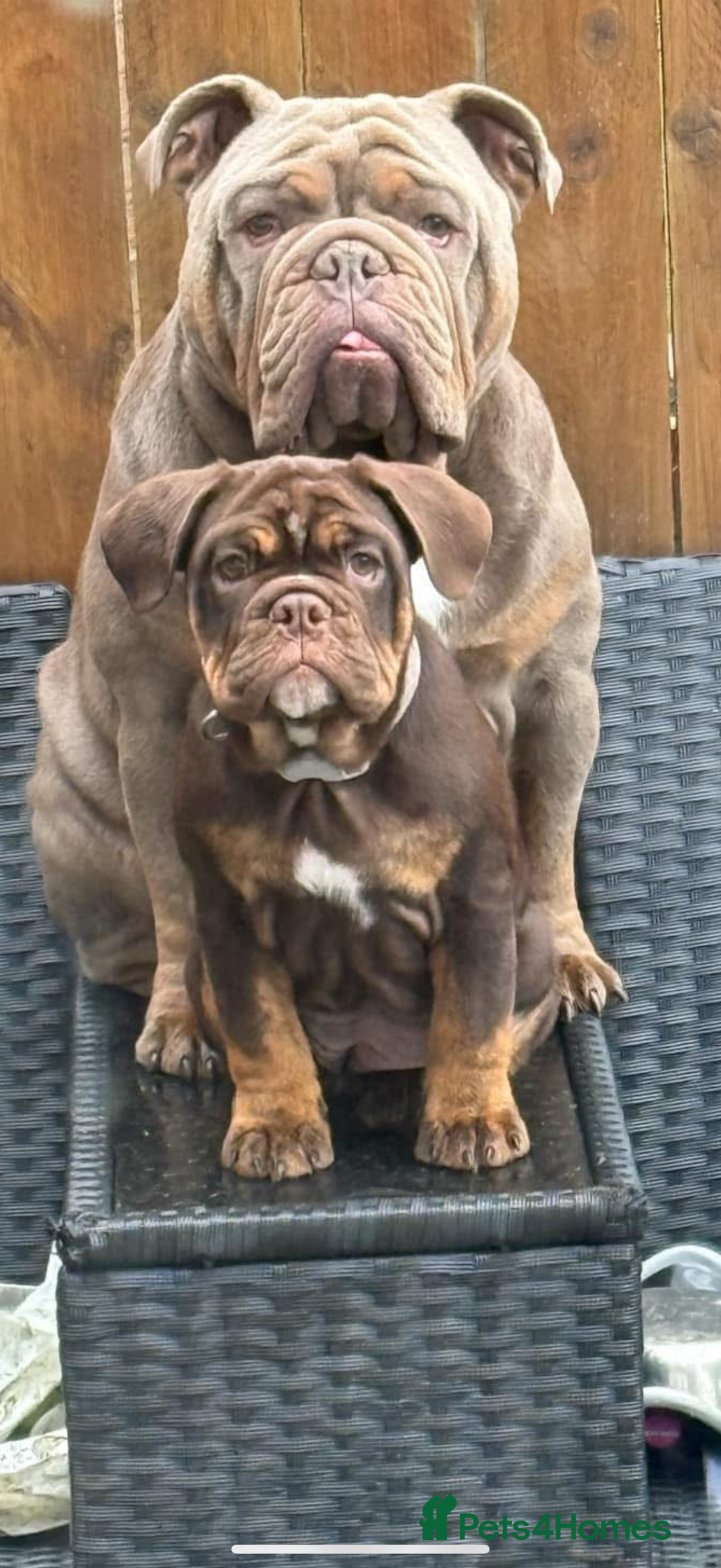 English Bulldog dogs for sale: Biscuit the minibull - Image 1