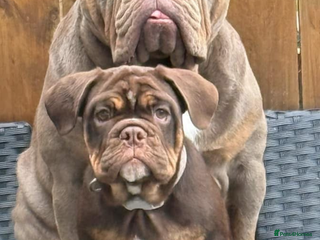 English Bulldog dogs - Advert 6