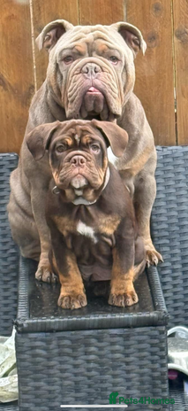 English Bulldog dogs - Advert 1