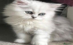 Persian cats for sale: Pure Persian chinchilla kittens  - Image 16