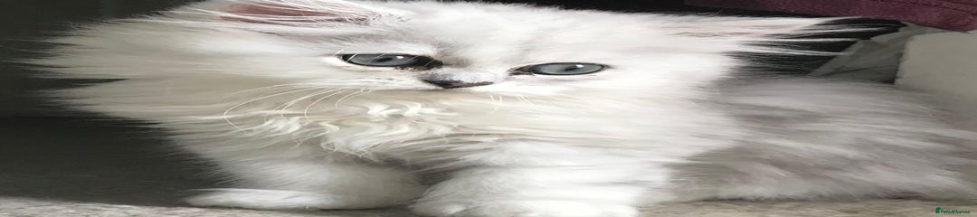 Persian Kitten 4