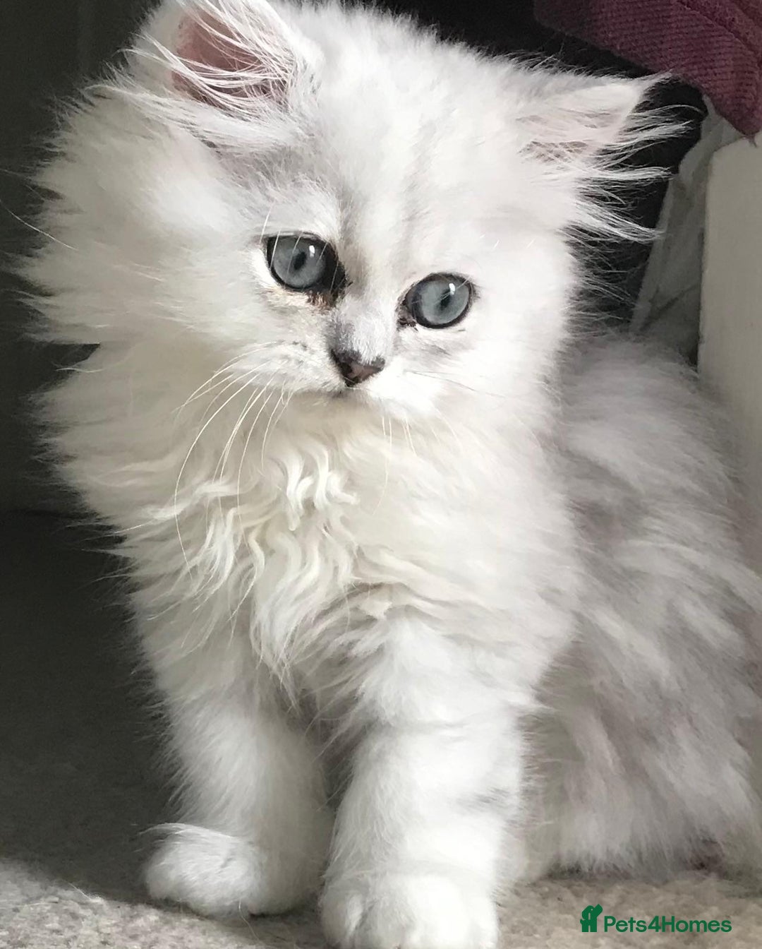 Persian cats for sale: Pure Persian chinchilla kittens  - Image 16