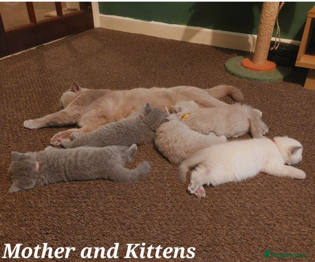 British Shorthair cats for sale: ⭐️ Exceptional GCCF registered kittens ⭐️ - Advert 1