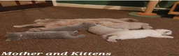 British Shorthair cats for sale: ⭐️ Exceptional GCCF registered kittens ⭐️ in Abertillery - Advert 1