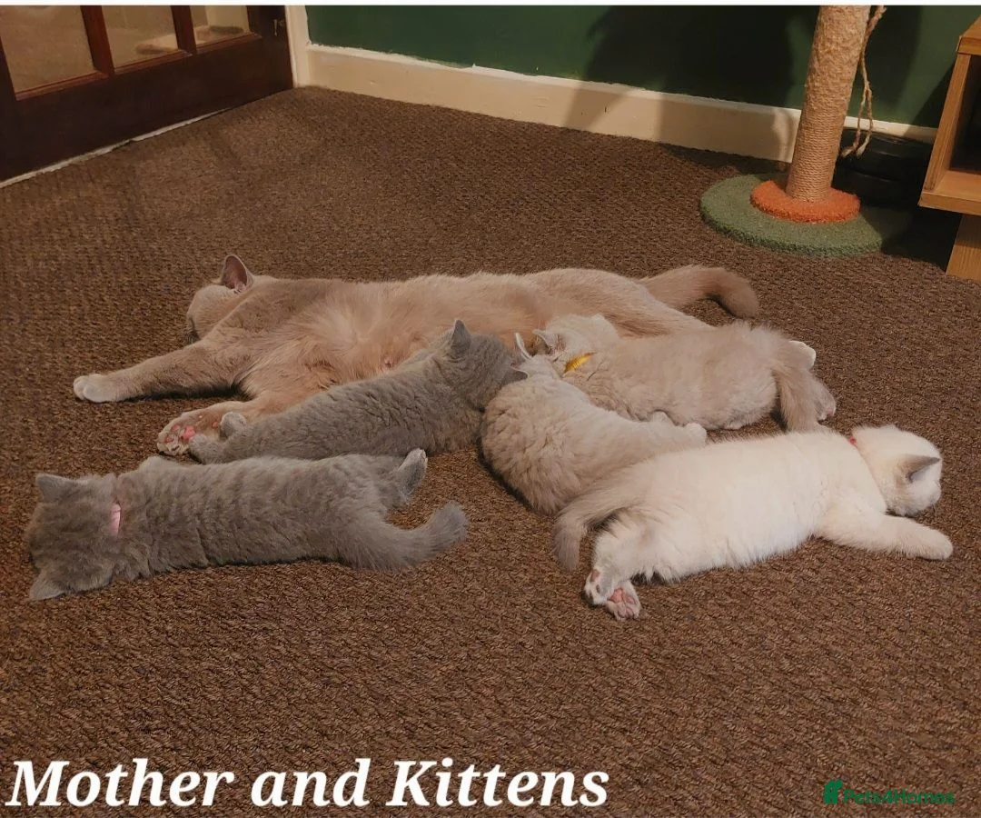 British Shorthair cats for sale: ⭐️ Exceptional GCCF registered kittens ⭐️ in Abertillery - Advert 1