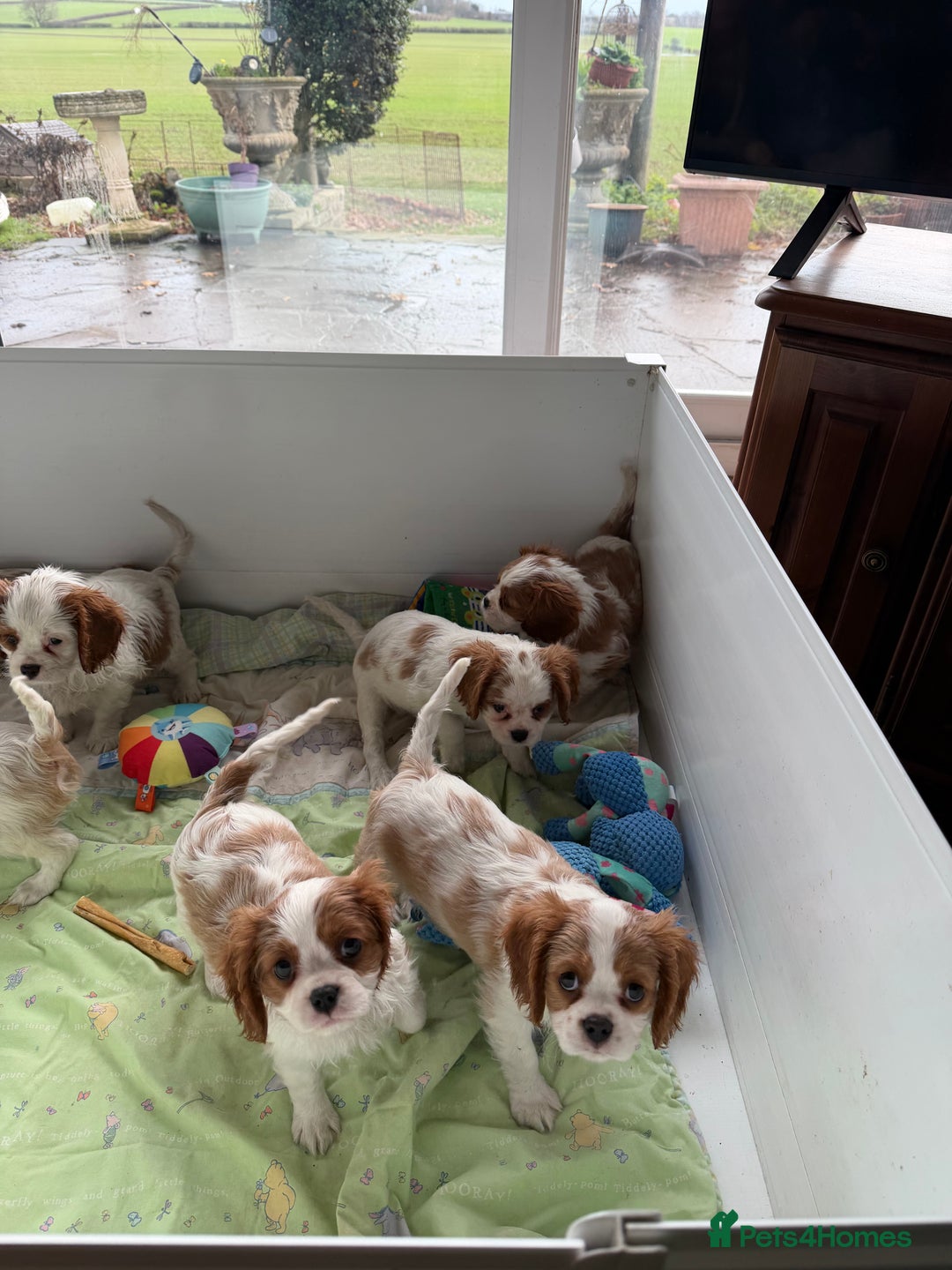 Cavalier King Charles Spaniel dogs for sale: Kc registered cavalier king charles puppies - Advert 15