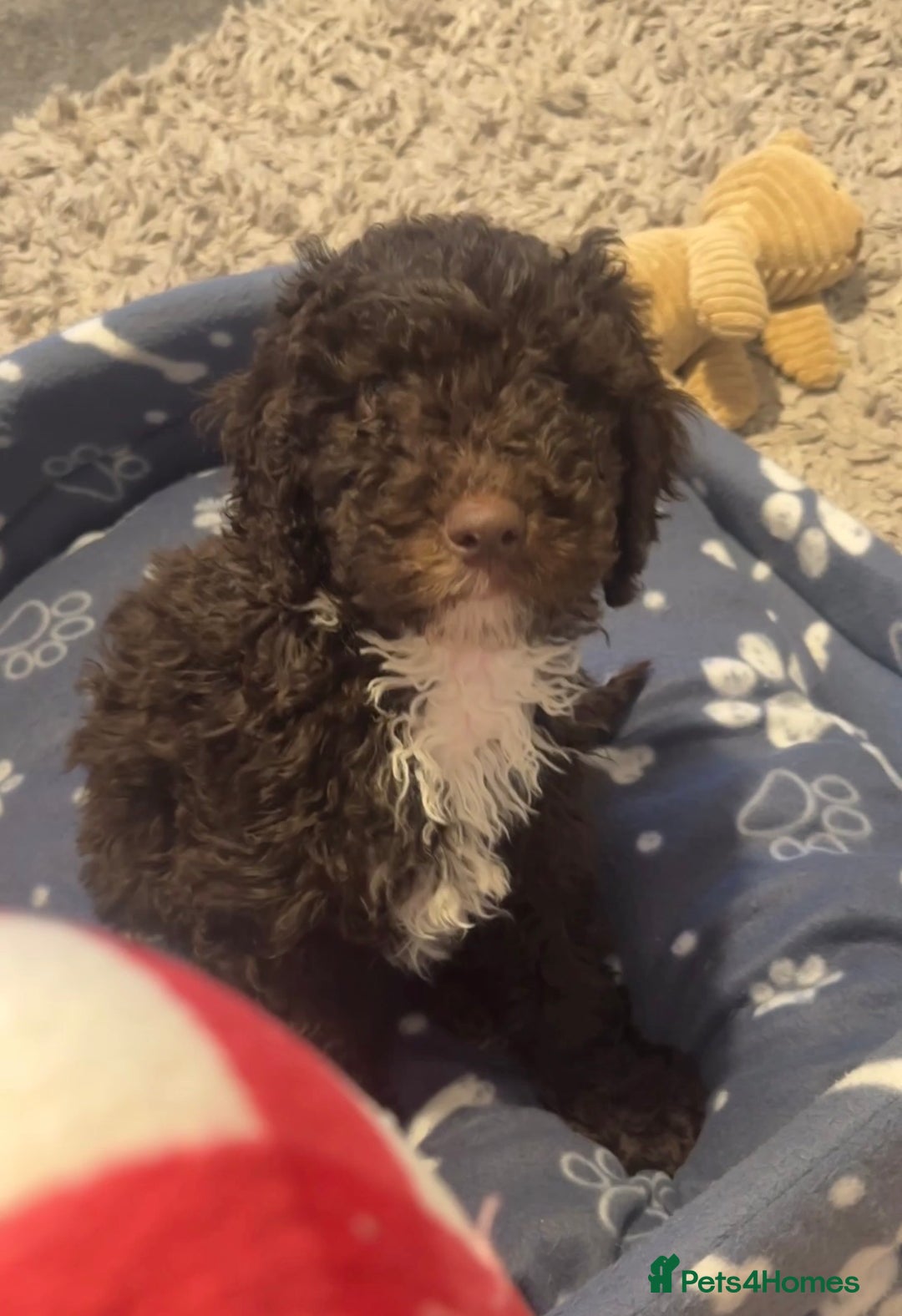 Cockapoo dogs for sale: Cockapoo for sale - Advert 1