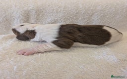 Mixed Breed dogs for sale: Cockerbull puppies  - Image 26
