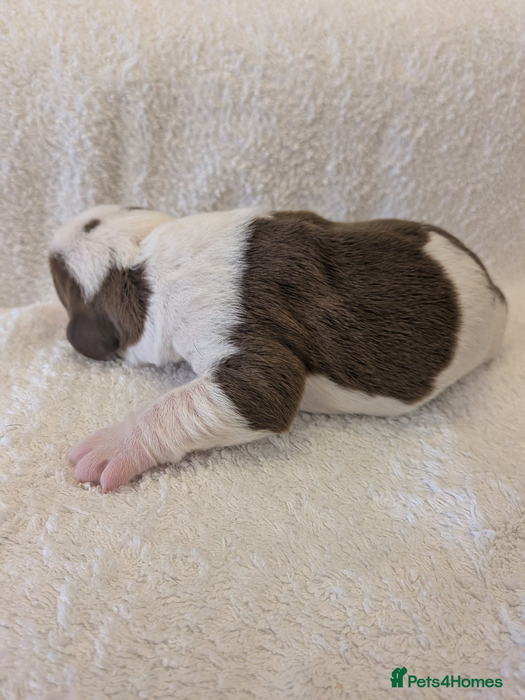 Mixed Breed dogs for sale: Cockerbull puppies  - Image 26