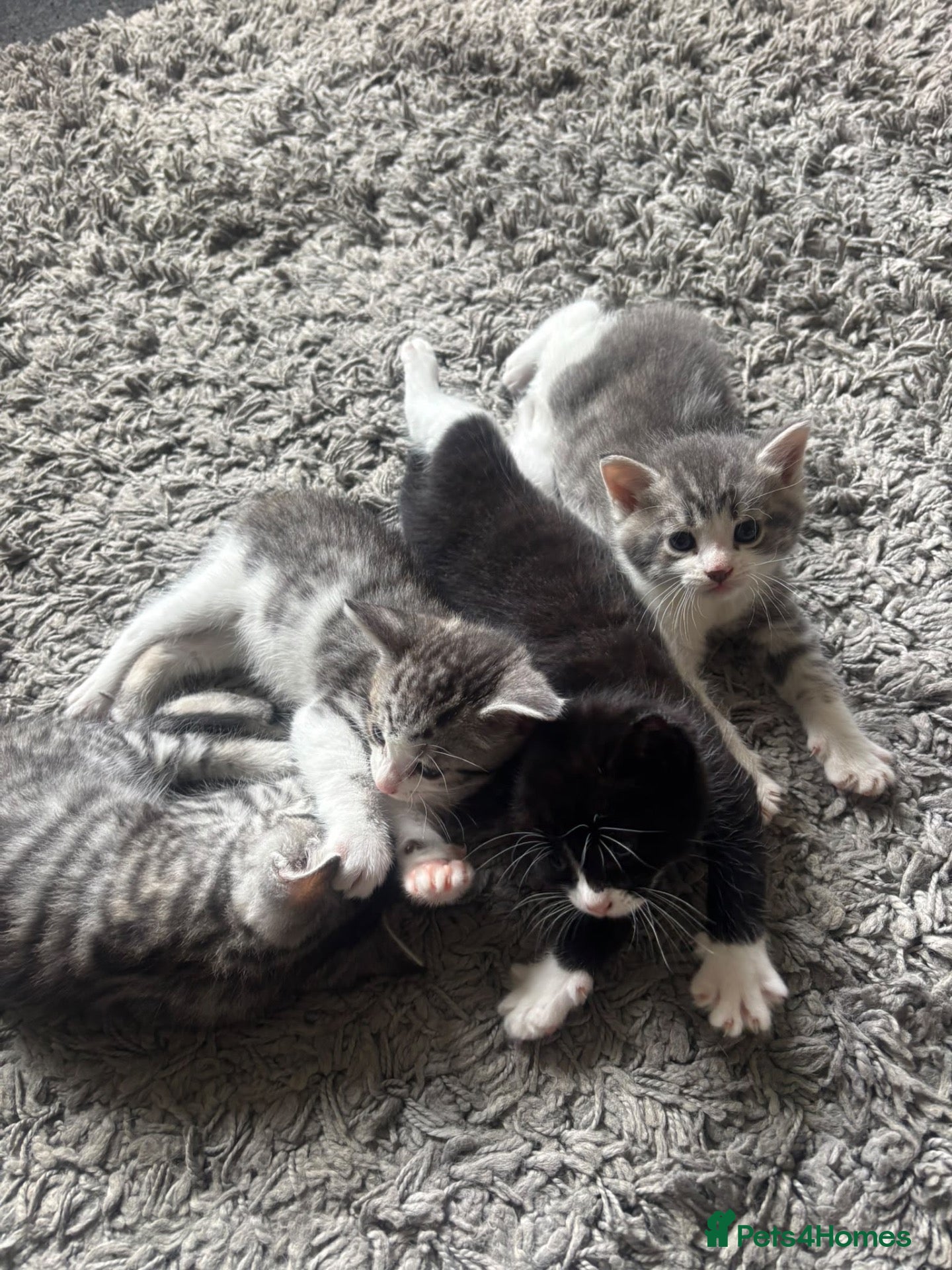 Mixed Breed cats Beautiful kittens for sale - Advert 7