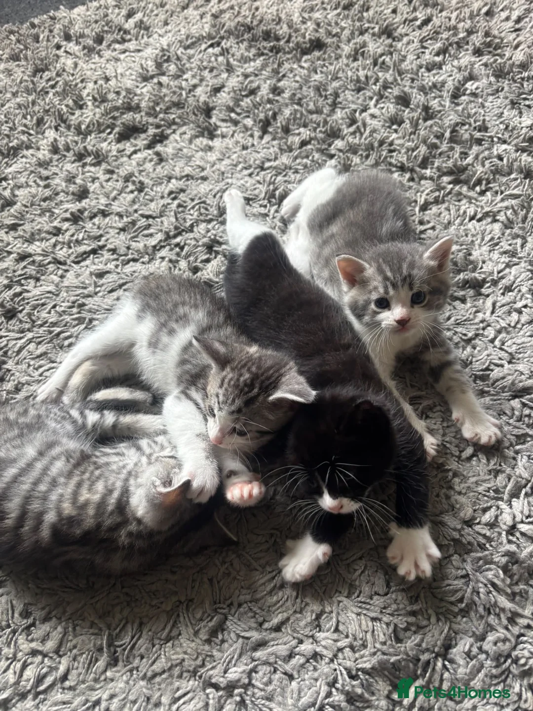 Mixed Breed cats for sale: Beautiful kittens for sale in Stoke-on-Trent - Advert 1