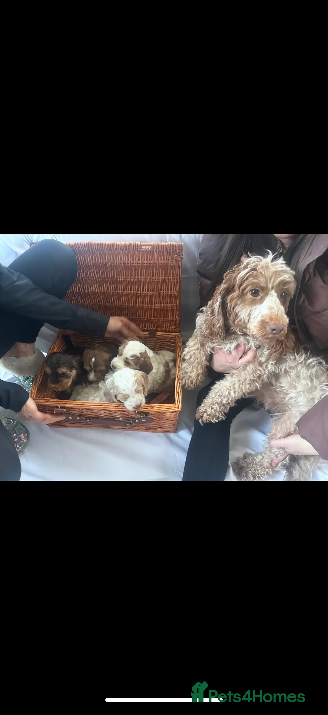 Cockapoo dogs for sale: 4 Adorable F2 Cockapoo puppies - 2 REMAINING! - Advert 7
