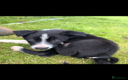Border Collie dogs for sale: Border Collie puppies  - Image 5