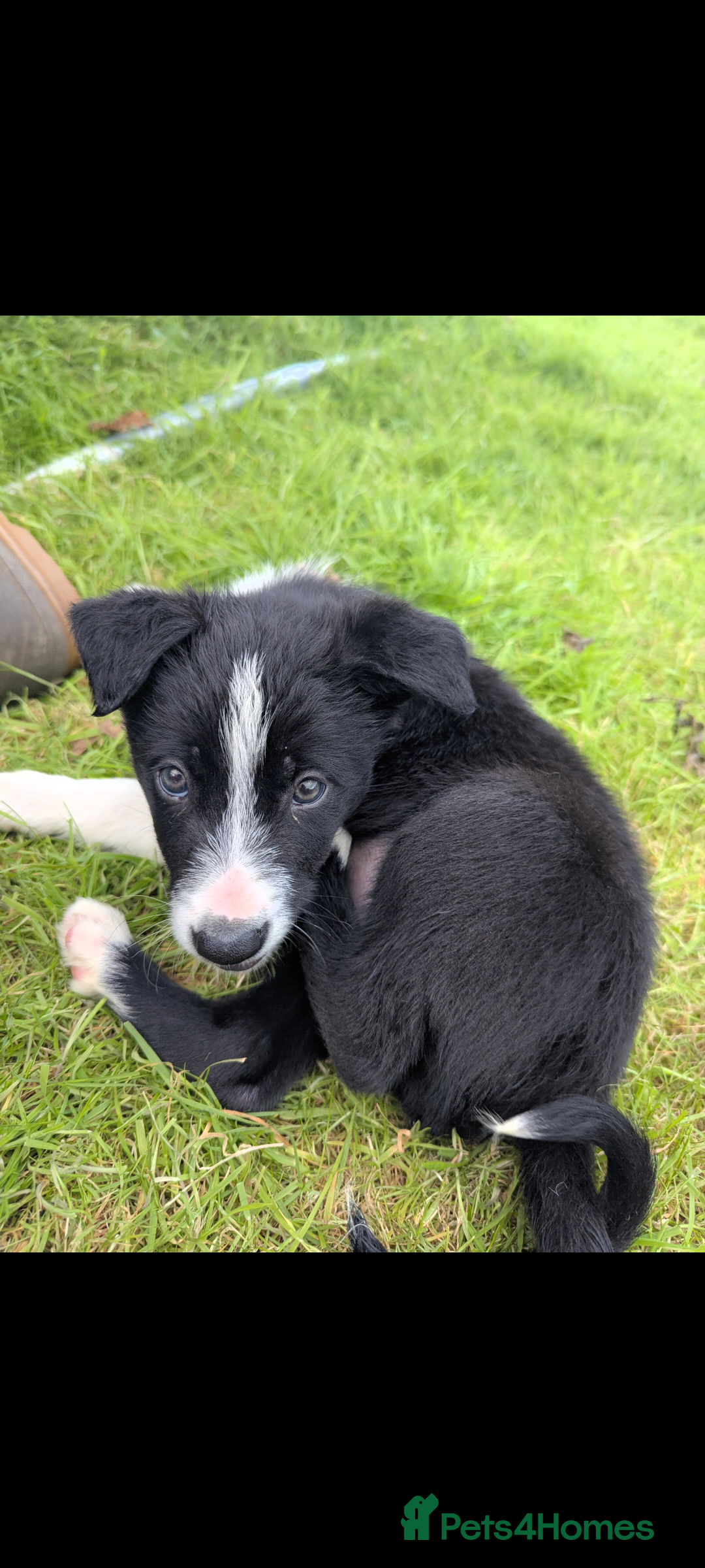 Border Collie dogs for sale: Border Collie puppies  - Image 5