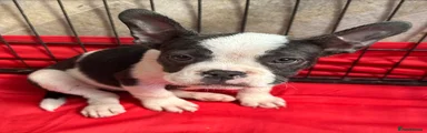Mixed Breed Puppy 1