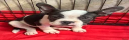 Mixed Breed dogs for sale: 7 American bulldog x French bulldog puppies  - Advert 6