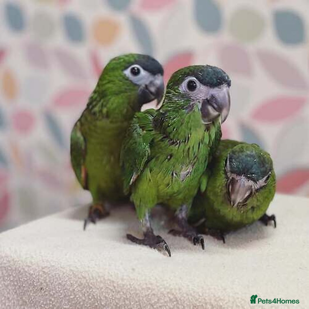 Parrots birds for sale: Baby hahns macaws last couple  - Image 2