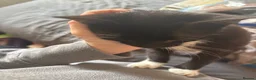 Mixed Breed cats for sale: Beautiful girl cat named ying  - Advert 2