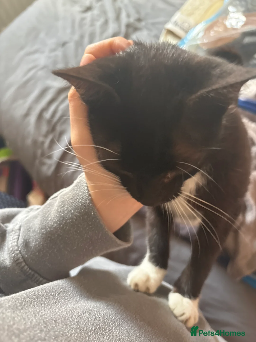 Mixed Breed cats for sale: Beautiful girl cat named ying  - Advert 2