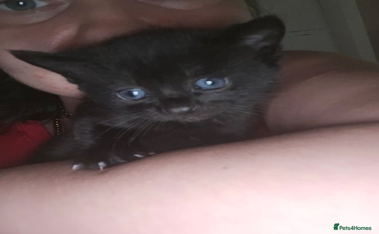 Russian Blue cats Kittens  - Advert 1