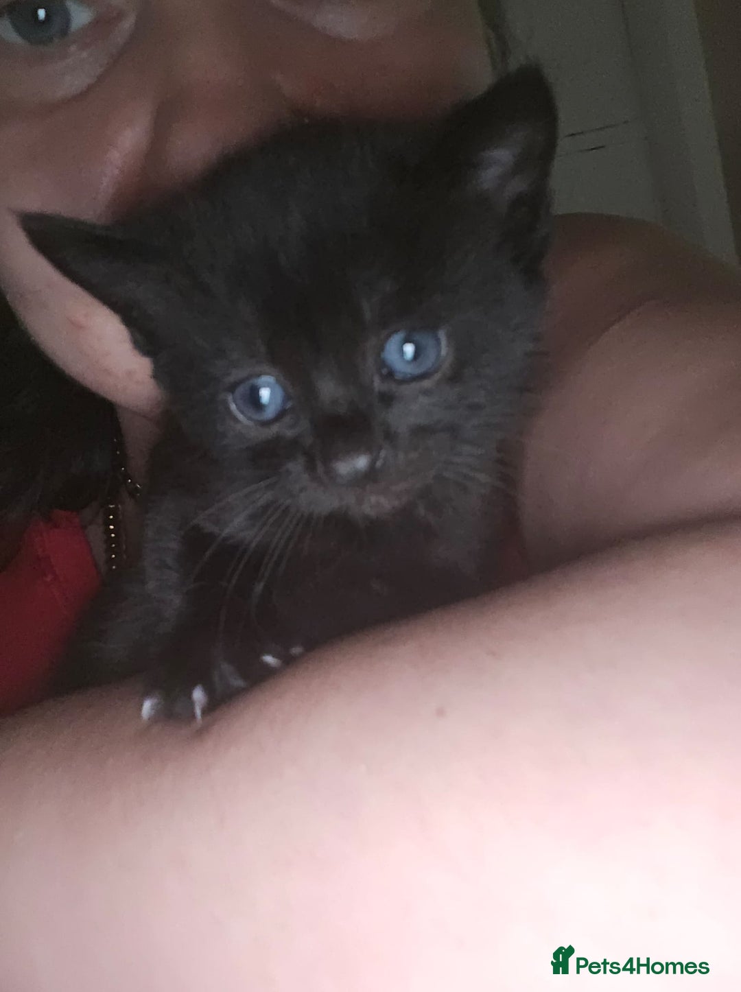 Russian Blue cats for sale: Kittens  - Advert 1