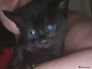 Russian Blue cats for sale: Kittens - Advert 1
