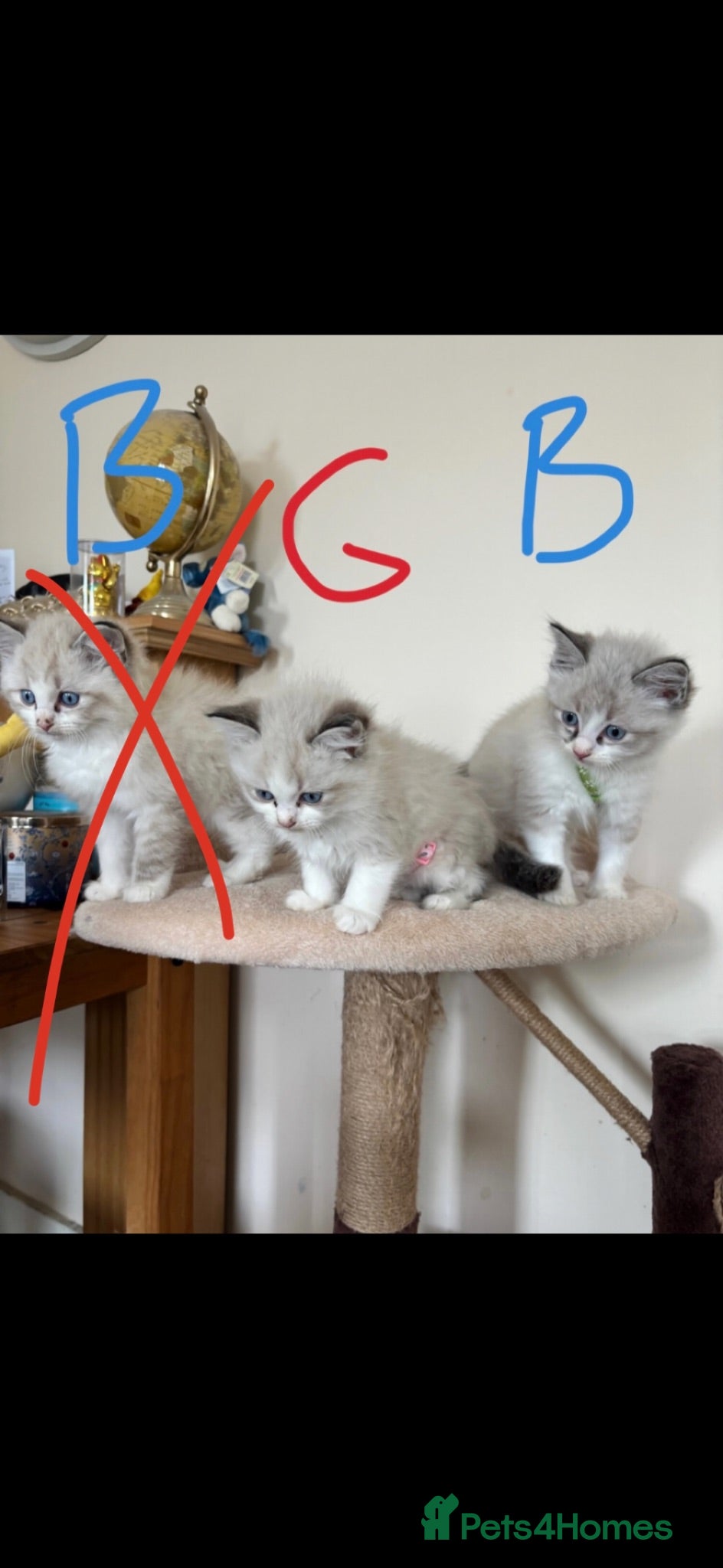 Ragdoll cats 1 Ragdoll boy and 1 girl left - Advert 10