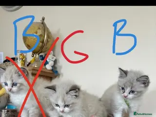 Ragdoll cats 1 Ragdoll boy and 1 girl left - Advert 10