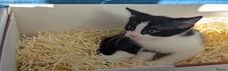 Mixed Breed cats for sale: Black and white female kitten in Dagenham - Advert 10