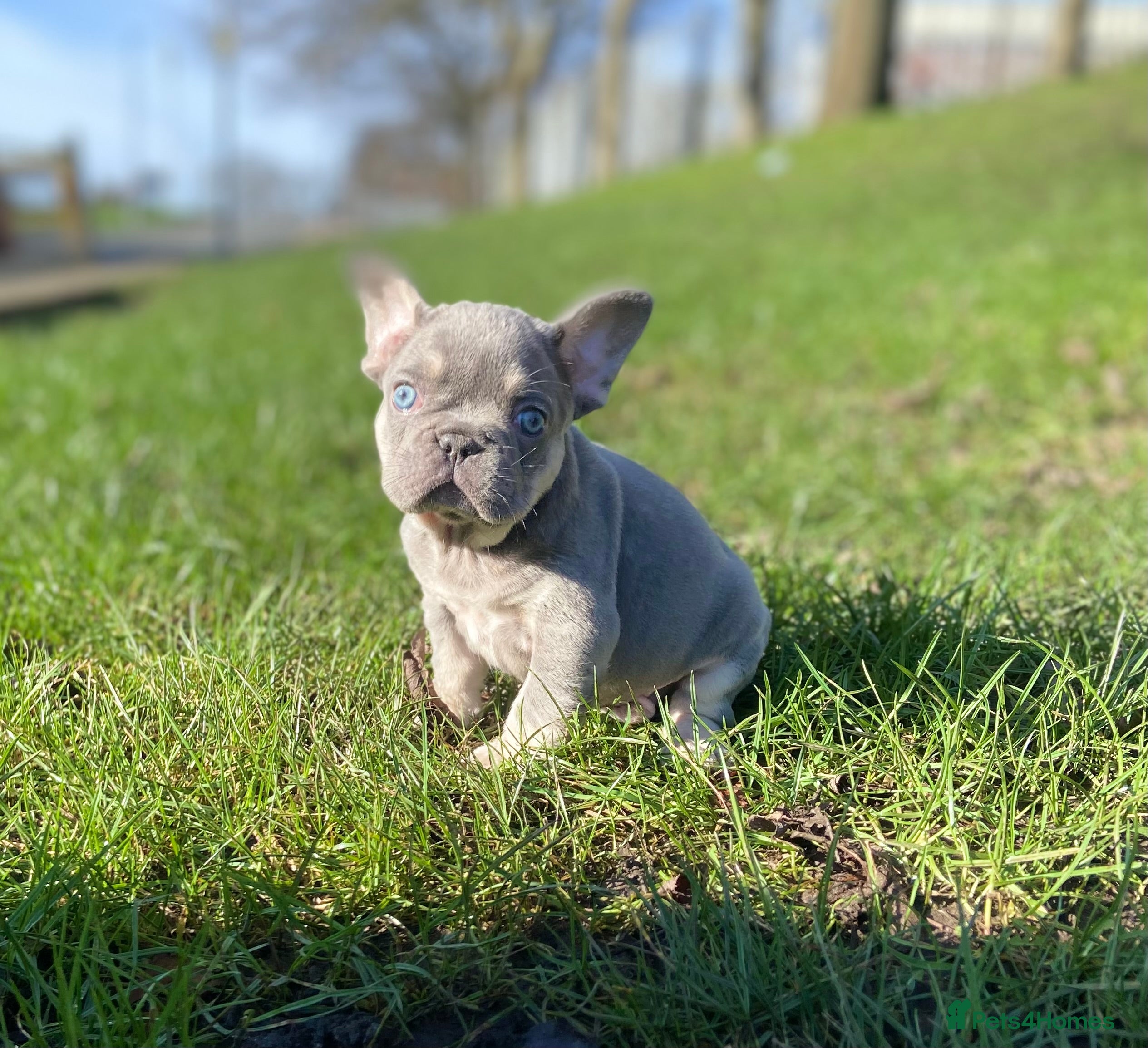 French Bulldog dogs Gorgeous French Bulldog Pups  - Advert 2