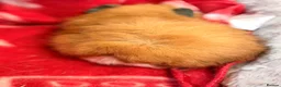 Guinea Pig rodents for sale: BEAUTIFUL BABY GUINEA PIGS, BOYS AND GIRLS - Advert 3