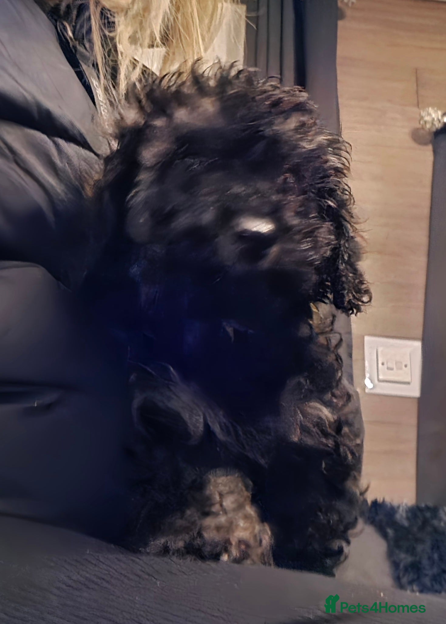 Doxiepoo dogs Beautiful toy poodle phantom rare colour 3/4 pups - Advert 3