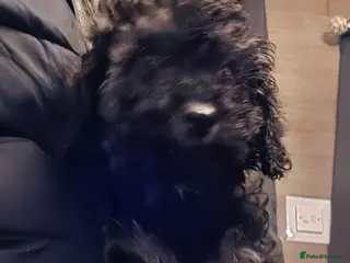 Doxiepoo dogs Beautiful toy poodle phantom rare colour 3/4 pups - Advert 3