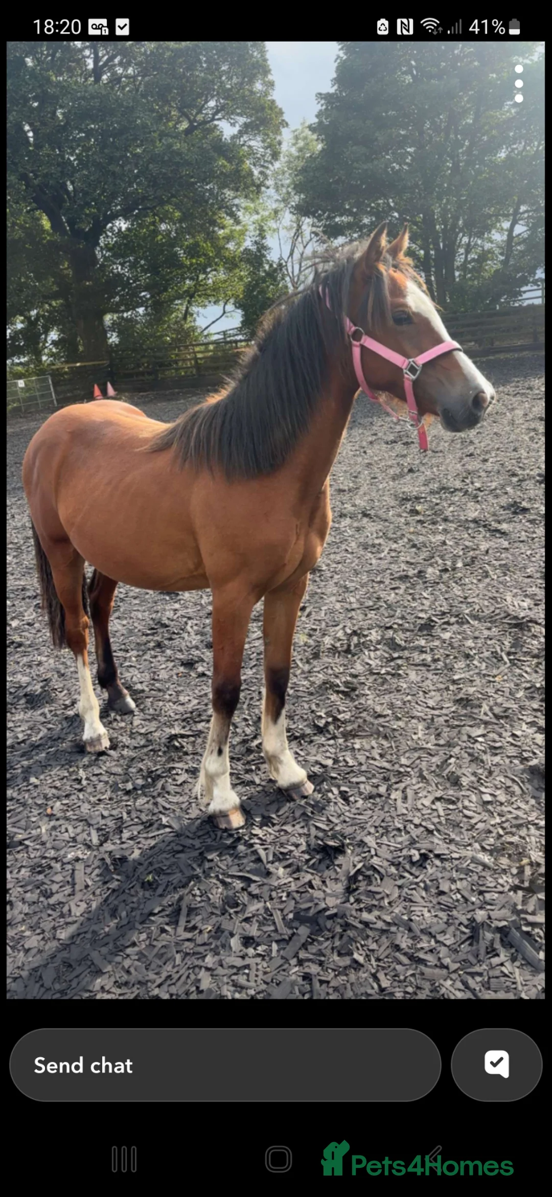 Welsh Section C horses for sale: Registered Welsh Sec c  in Bonnybridge - Advert 1