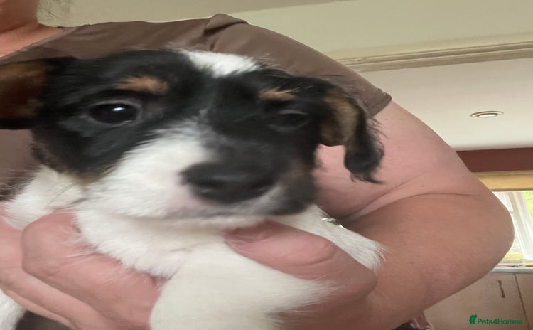 Jack Russell dogs in Sheffield - Advert 8