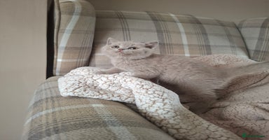 British Shorthair cats in Swadlincote - Advert 10