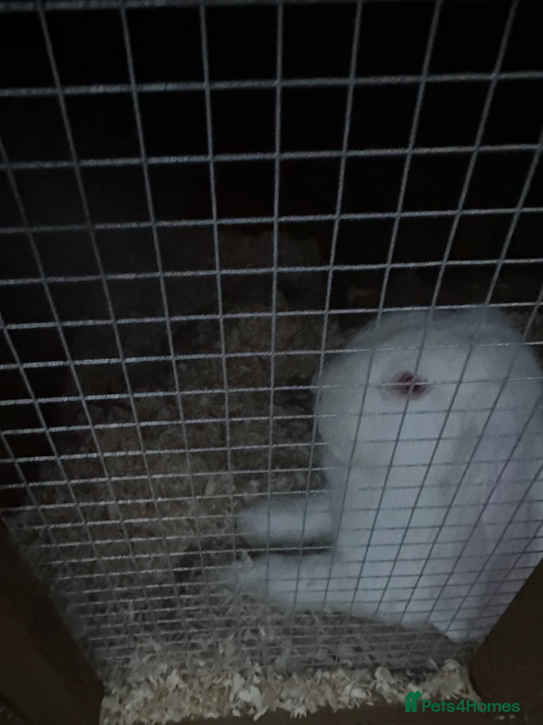 French Lop rabbits for sale: French lop male bugsy  - Advert 8