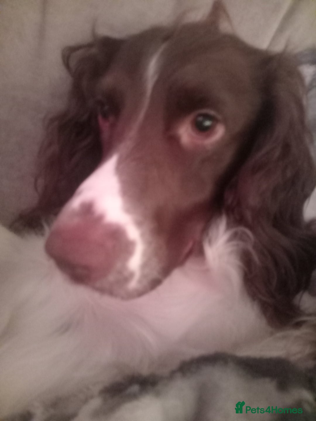Sprocker dogs for sale: Sprocker - Image 4