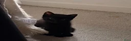 Domestic Shorthair cats for sale: 4 kittens for sale!  in Spalding - Advert 8