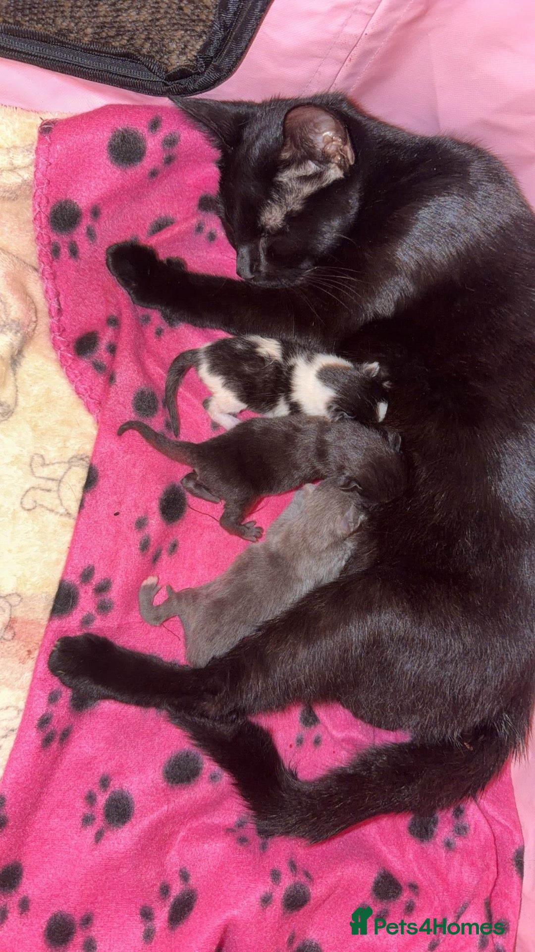 Mixed Breed cats one beautiful kitten ready to leave!  - Advert 6