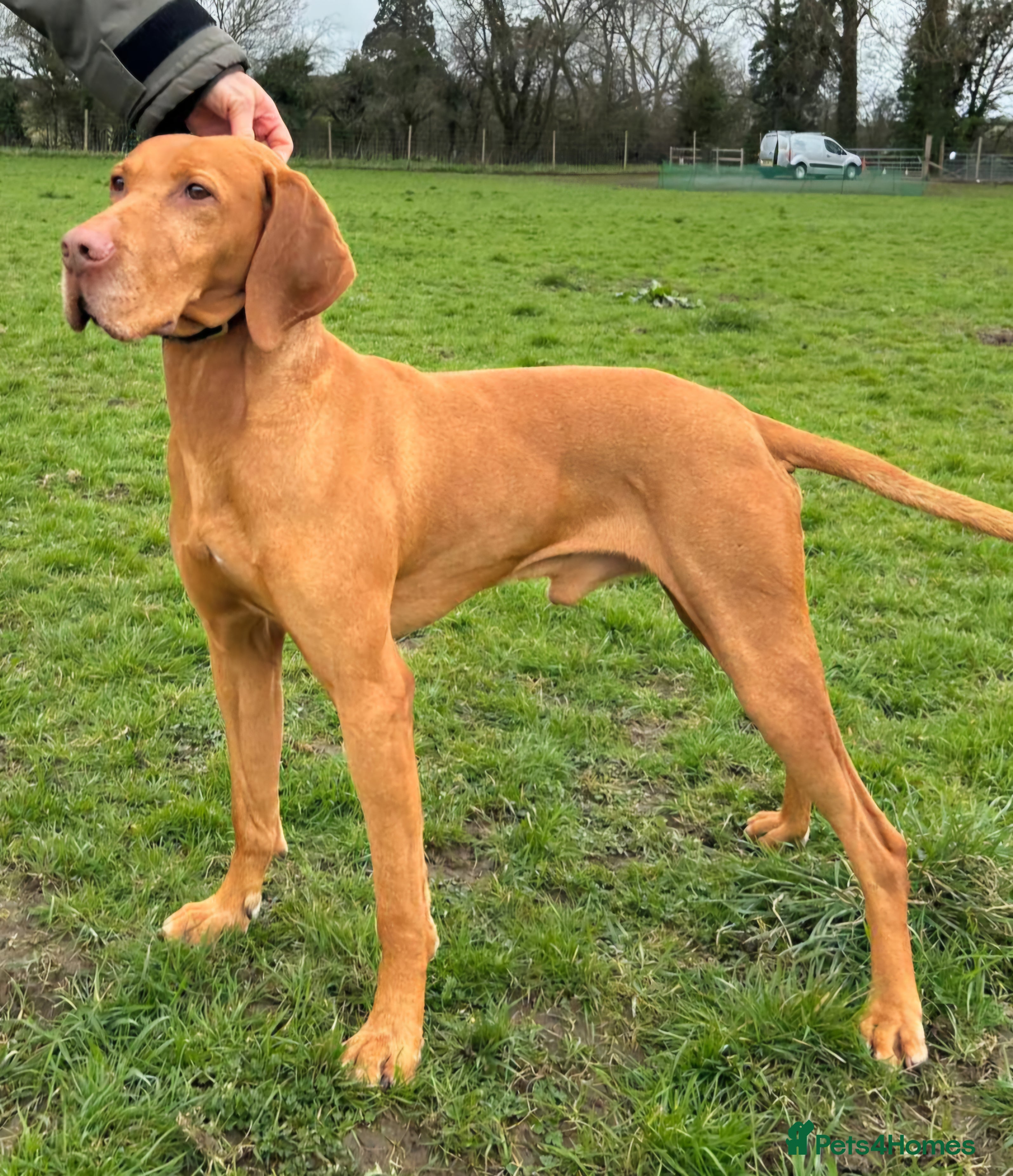 Hungarian Vizsla dogs Imported Proven KC Stud – Vadaszfai Csete  - Advert 1