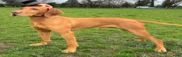 Hungarian Vizsla dogs for stud: Imported Proven KC Stud – Vadaszfai Csete  - Advert 1