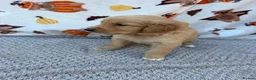 Golden Retriever dogs for sale: Beautiful golden retriever puppies - Advert 20