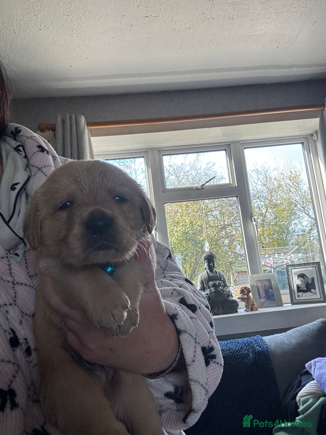 Goldador dogs for sale: Goldador - Image 8