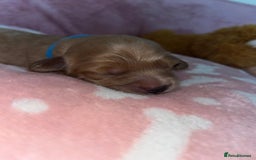 Cockapoo dogs for sale: 🌸3 gorgeous Chunky Cockapoos 🌸 - Image 11