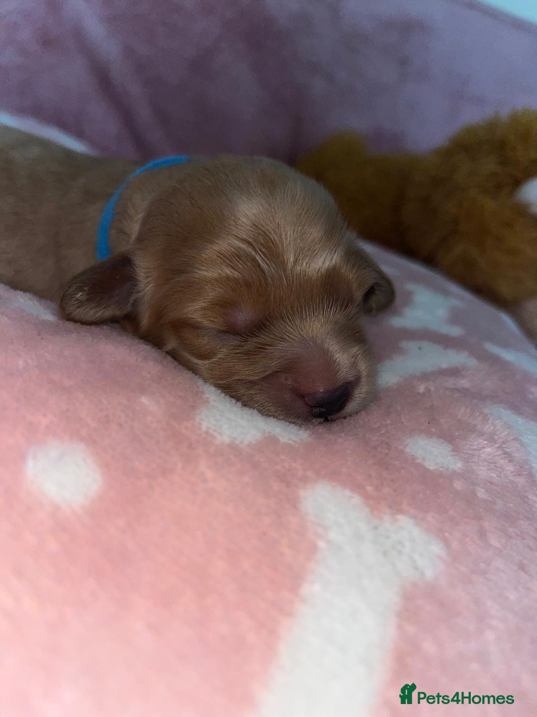 Cockapoo dogs for sale: 🌸3 gorgeous Chunky Cockapoos 🌸 - Image 11