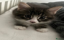 Mixed Breed cats for sale: 3 Healthy, Playful Kittens  - Image 35