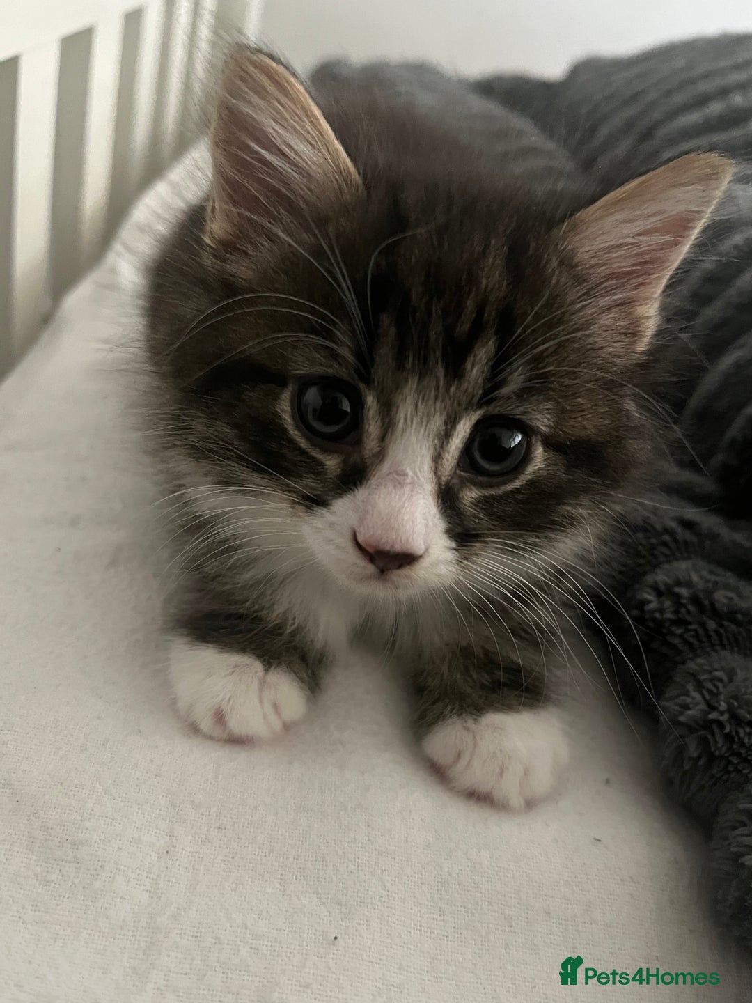 Mixed Breed cats for sale: 3 Healthy, Playful Kittens  - Image 35
